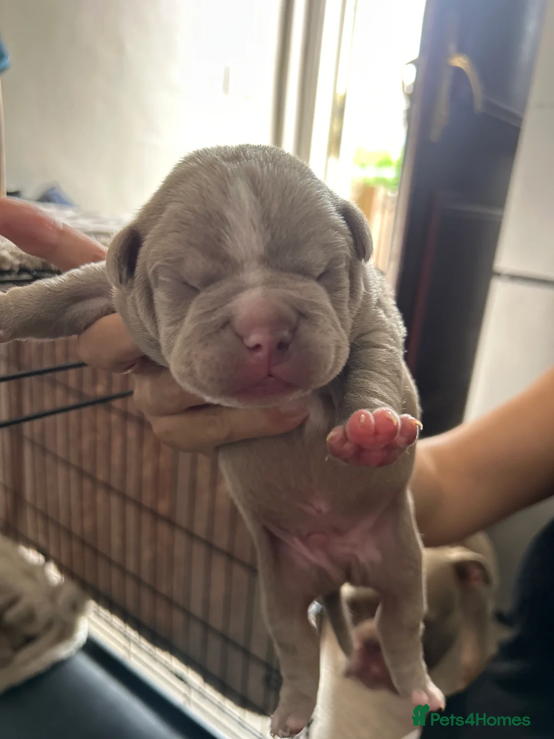 American Bully dogs for sale: Pocket bullys - Advert 2