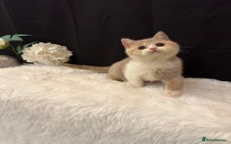British Shorthair cats for sale: 💗 Gorgeous Full Pedigree BSH Trusted Breeder 💗 - Image 16