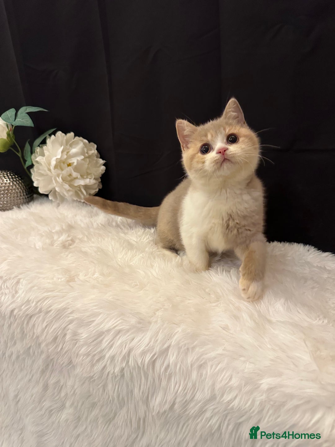 British Shorthair cats for sale: 💗 Gorgeous Full Pedigree BSH Trusted Breeder 💗 - Image 16