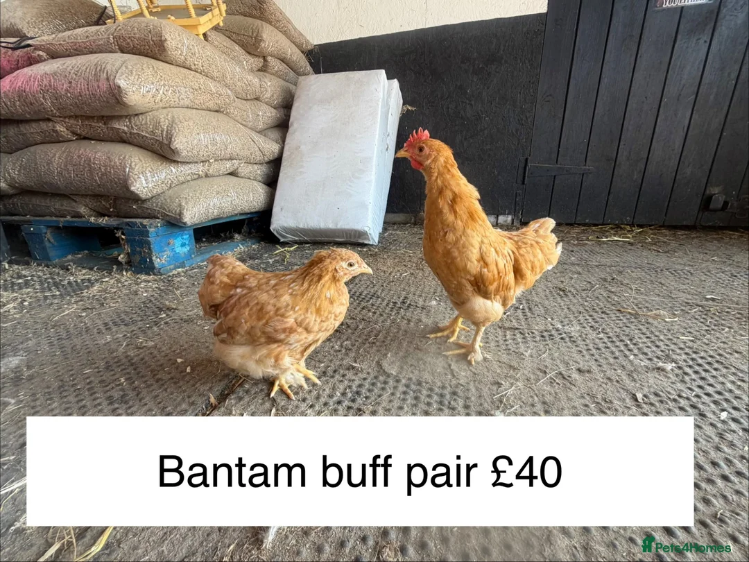 Chickens poultry for sale: 11 week old young chickens - Advert 1