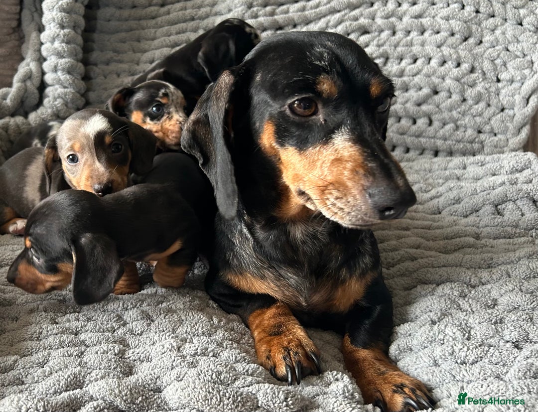 Miniature Dachshund dogs for sale: 4 beautiful daschunds  - Image 11