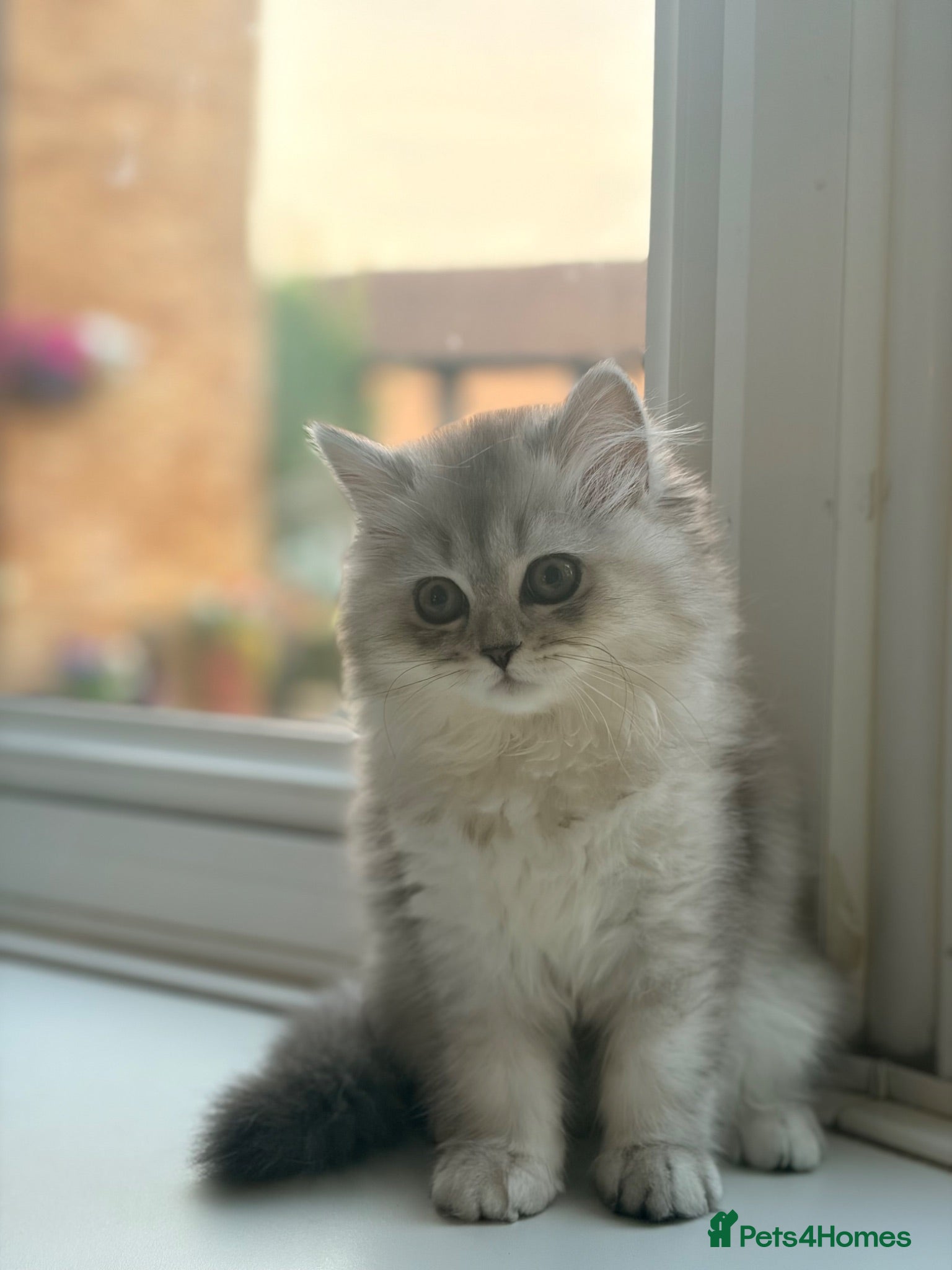 British Longhair cats British Shorthair/Persian kittens ready now - Advert 14