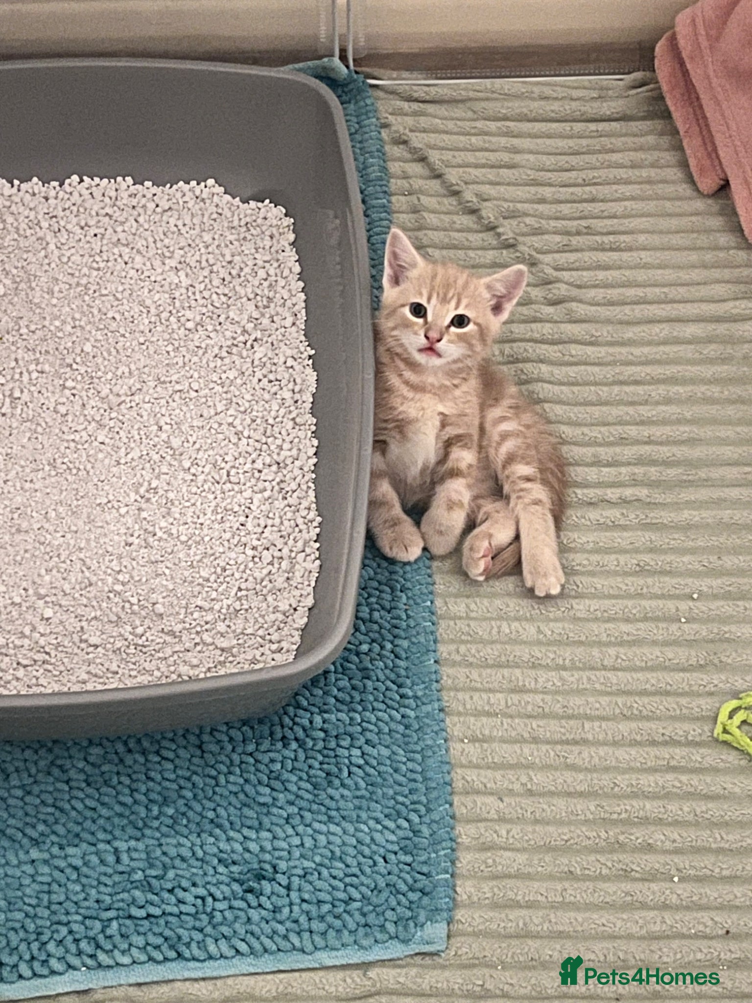 Mixed Breed cats Ginger male kitten - Advert 3