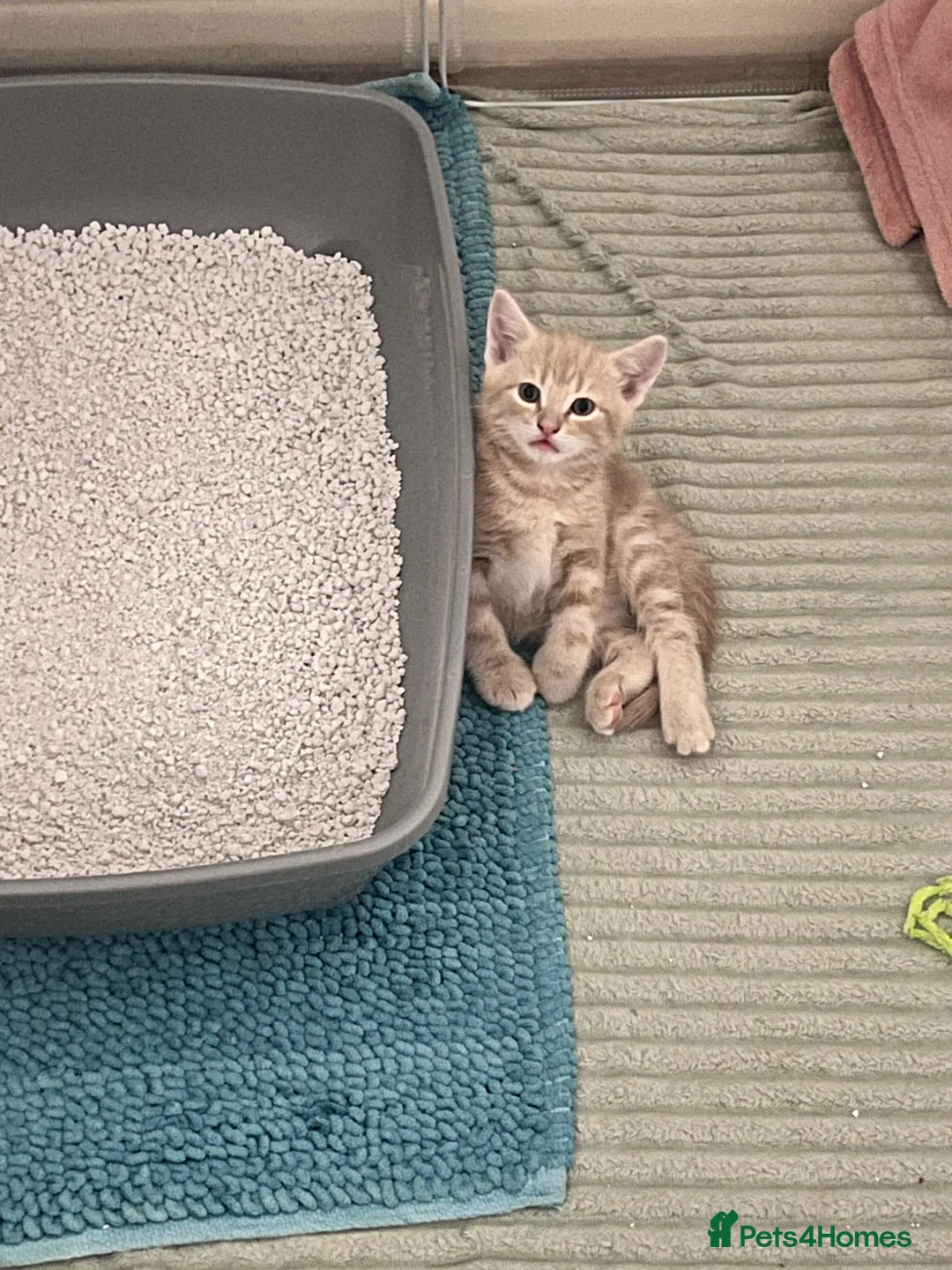 Mixed Breed cats for sale: Ginger male kitten - Advert 1
