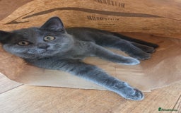 British Shorthair cats for sale: ☆ 6month male british shorthair kitten ☆ - Advert 7