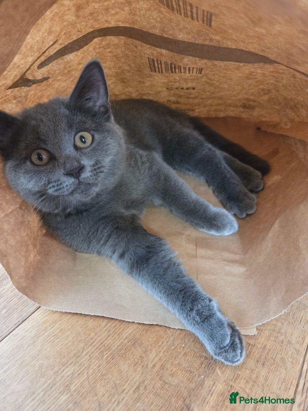 British Shorthair cats for sale: ☆ 6month male british shorthair kitten ☆ - Advert 7