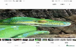 Python Snake reptiles for sale: Green tree python type Manokwari Jayapura - Image 1