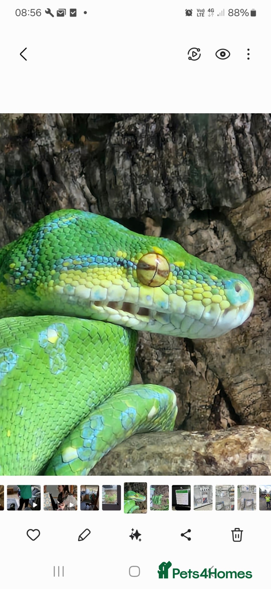Python Snake reptiles for sale: Green tree python type Manokwari Jayapura - Image 1