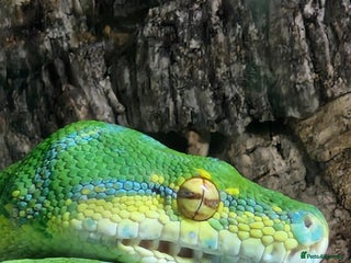 Python Snake reptiles - Advert 16