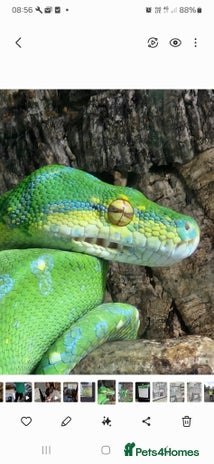 Python Snake reptiles - Advert 4