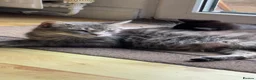 Mixed Breed cats for sale: 1 Beautiful Black & White Female Kitten Left  - Advert 14