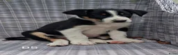 Border Collie dogs for sale: Adorable Puppies - Advert 12