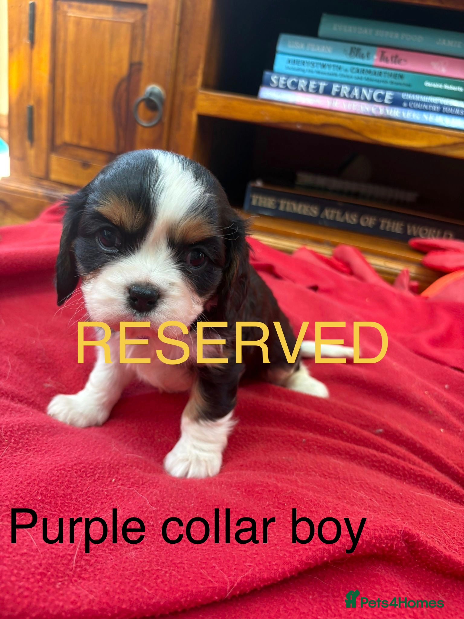 Cavalier King Charles Spaniel dogs Stunning Cavalier King Charles Puppies - Advert 2