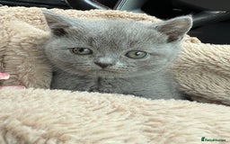 British Shorthair cats for sale: 2 Girls 3 Boys British Shorthairs - Image 6