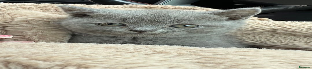 British Shorthair Grey
