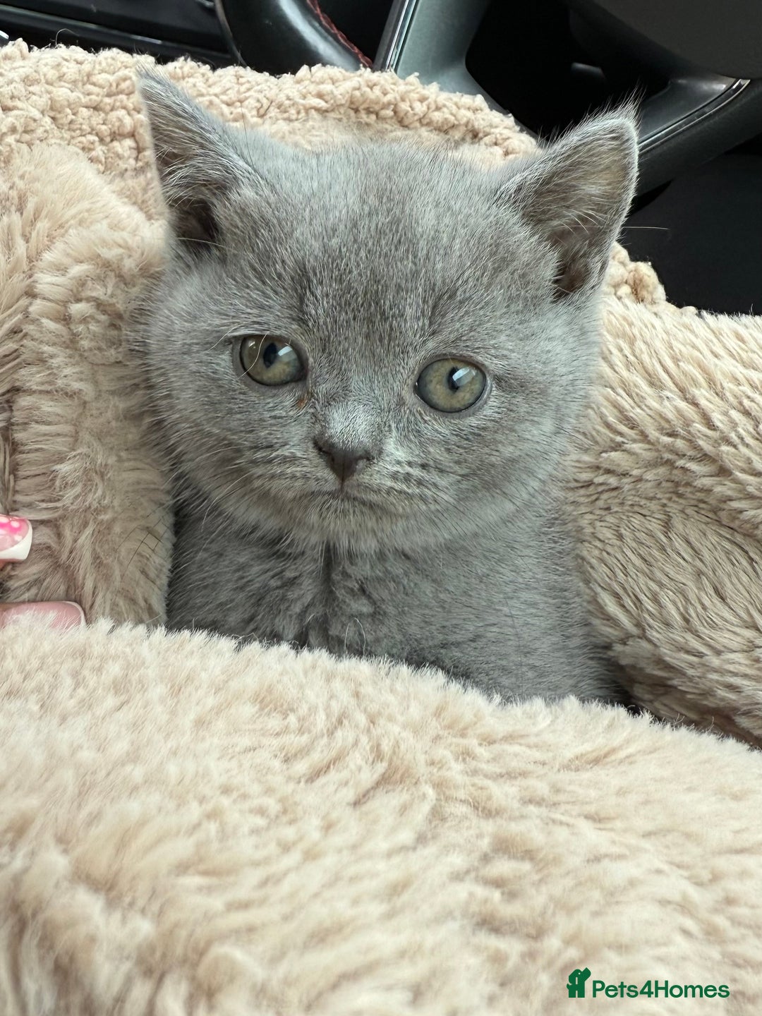 British Shorthair cats for sale: 2 Girls 3 Boys British Shorthairs - Image 6