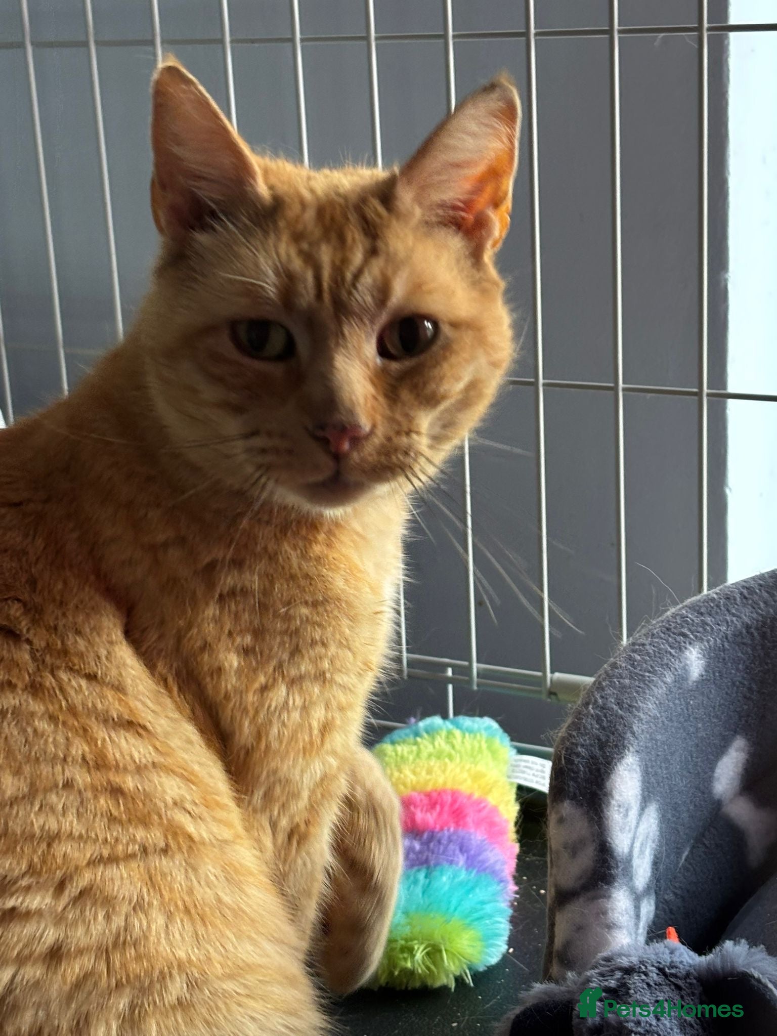 Domestic Shorthair cats Loving Dodger - Adopt from Cats in Crisis East Ldn - Advert 2