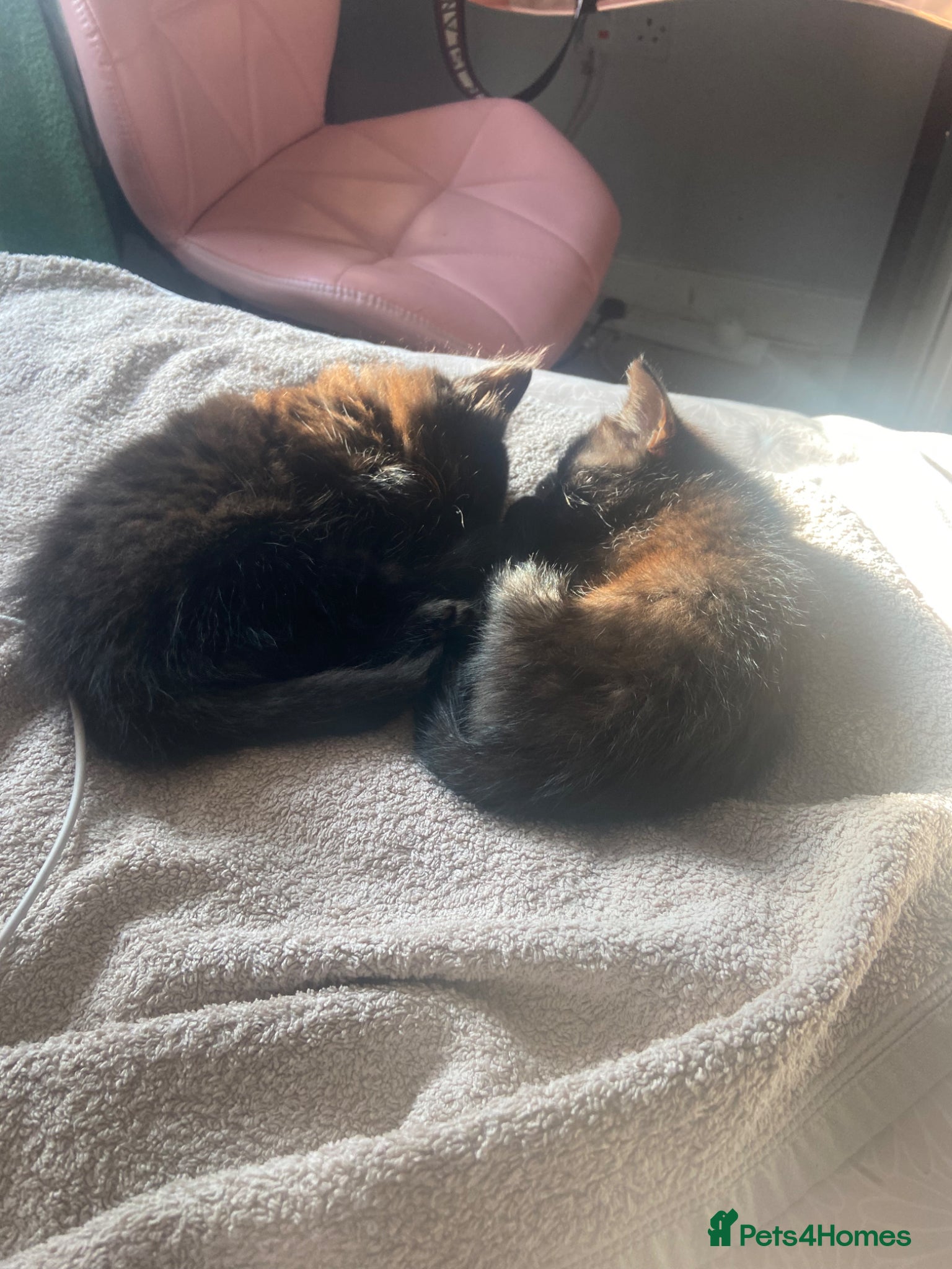 Mixed Breed cats for sale: Two beautiful kittens 1 male 1 female for sale - Advert 2