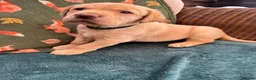 Labrador Retriever dogs for sale: Labrador puppies for sale - Advert 11