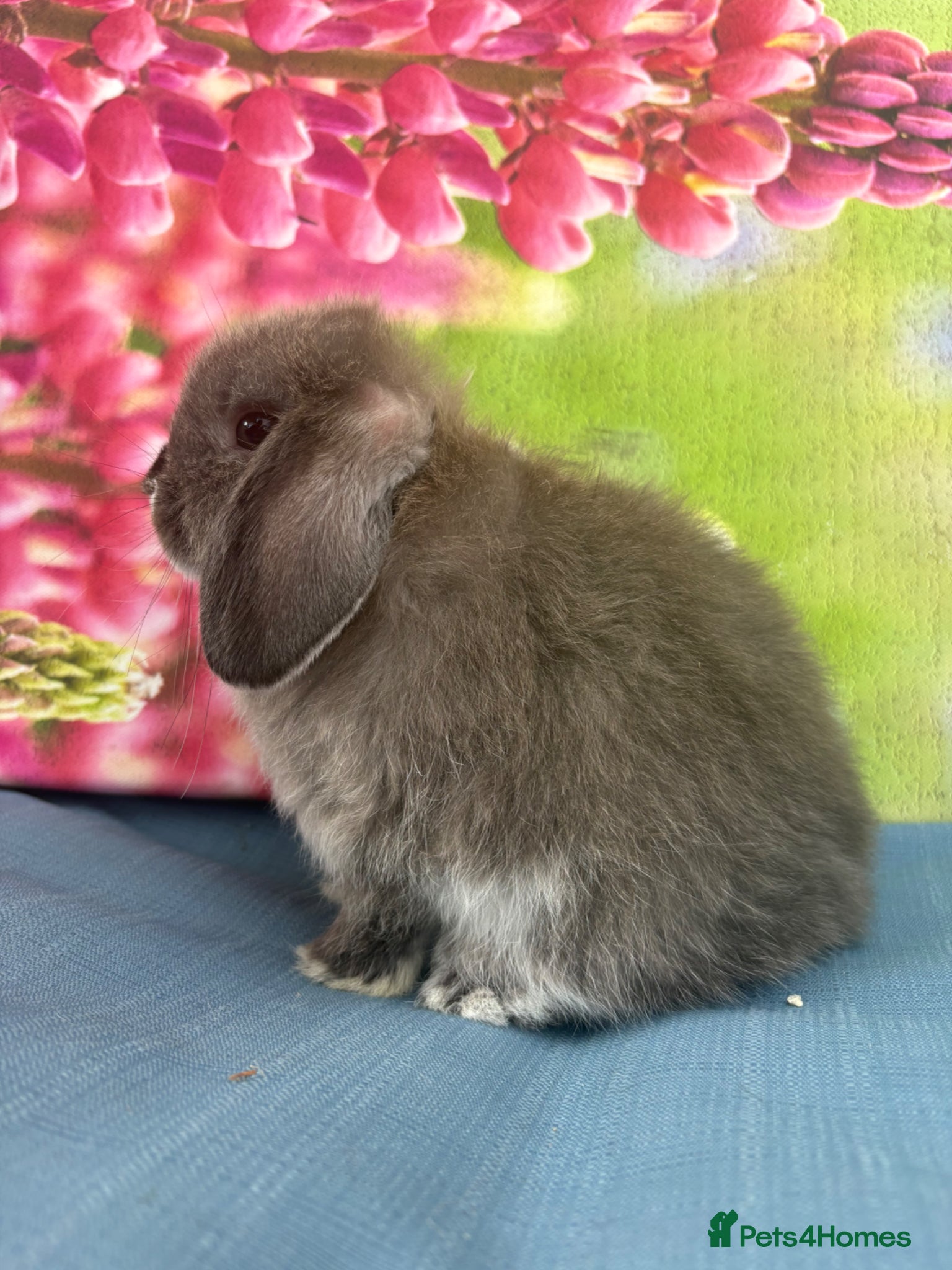 Mini Lop rabbits for sale: Mini lops - Advert 1