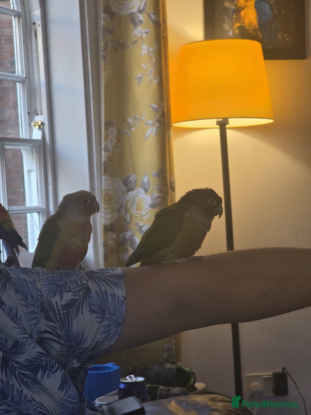 Conures birds for sale: Bonded green cheek couners  - Image 4