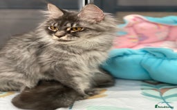 Maine Coon cats for sale: Monarch Maine coon cats - Image 7
