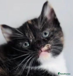 Mixed Breed cats Last kitten looking for their forever home  - Advert 1