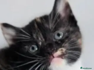 Mixed Breed cats Last kitten looking for their forever home - Advert 1
