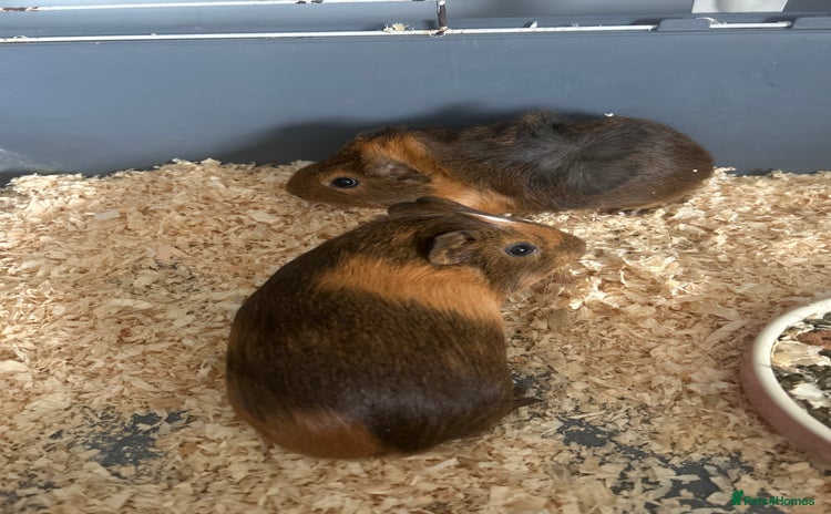 Guinea Pig rodents - Advert 3