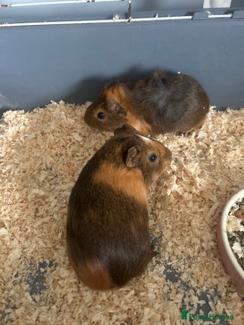 Guinea Pig rodents - Advert 1