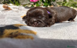Shih Tzu dogs for sale: KC reg, 2 left! Potential blondes in Tamworth - Image 9