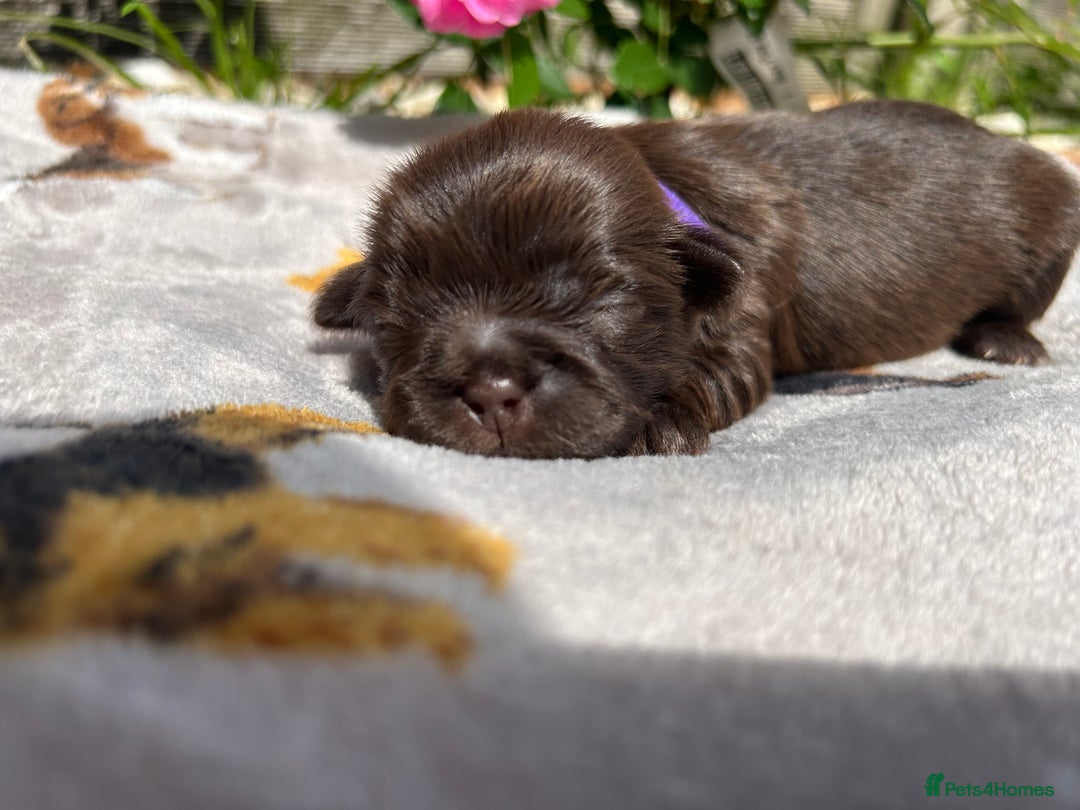Shih Tzu dogs for sale: KC reg, 2 left! Potential blondes in Tamworth - Image 9