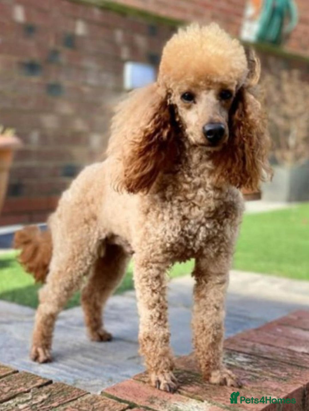 Cavapoo dogs for sale: Adorabile Cavapo Puppies  - Image 8