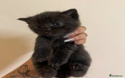 British Shorthair cats for sale: BRITISH SHORT HAIR FOR SALE !! - Image 7