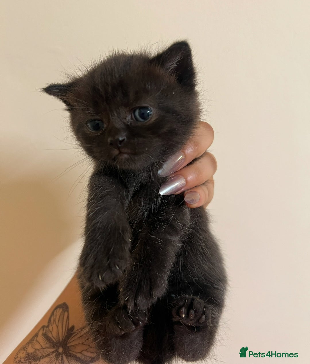 British Shorthair cats for sale: BRITISH SHORT HAIR FOR SALE !! - Image 7