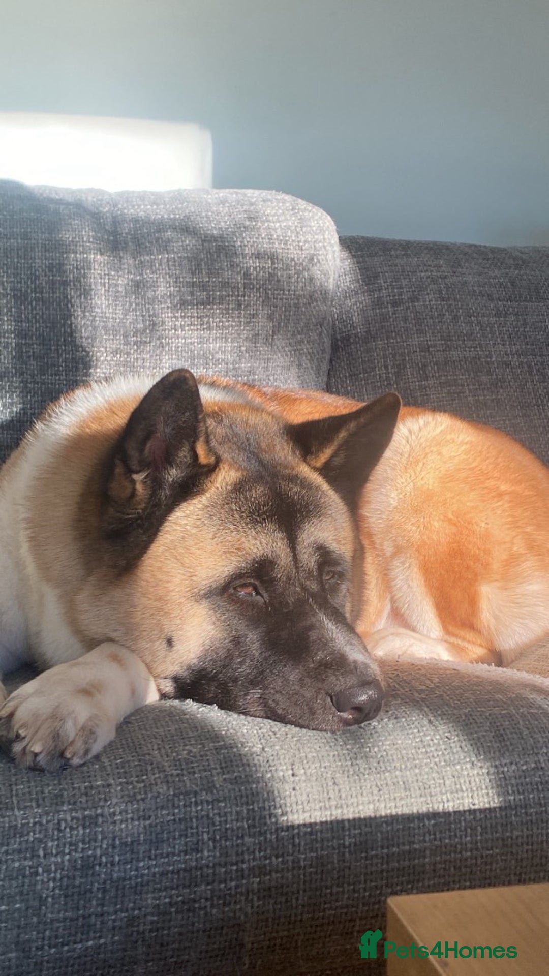 Akita dogs for sale: American Akita for sale! - Image 3