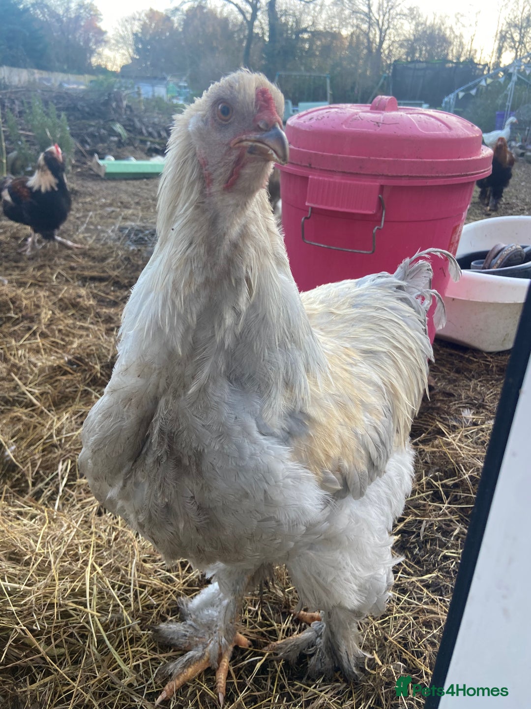 Chickens poultry for sale: Stunning gentle Brahma rooster / cockerels  - Advert 4