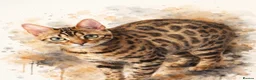 Bengal cats for sale: Bengal 75% maincoon 25% male  - Advert 5