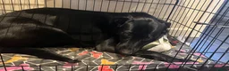 Sheprador dogs for sale: Oreo  - Advert 14