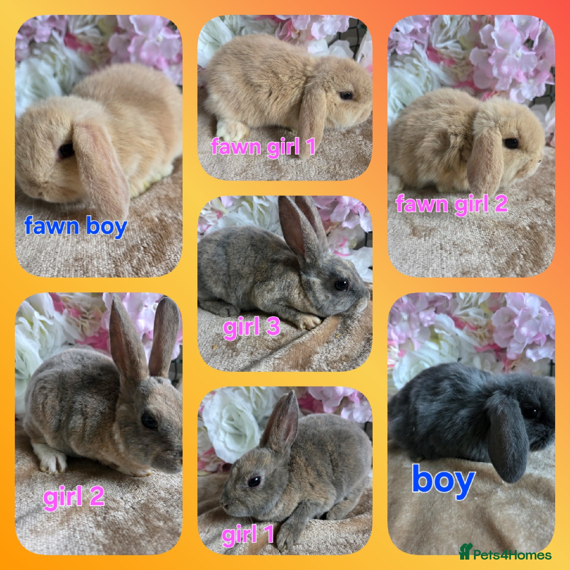 Mini Lop rabbits Mini lop & mini rex babies available  - Advert 6