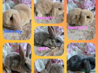 Mini Lop rabbits Mini lop & mini rex babies available - Advert 8