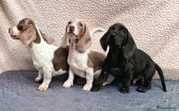 Dachshund dogs for sale: FULLY VAC RAINBOW MINI DAXI PRA CLR KC REG - Image 6
