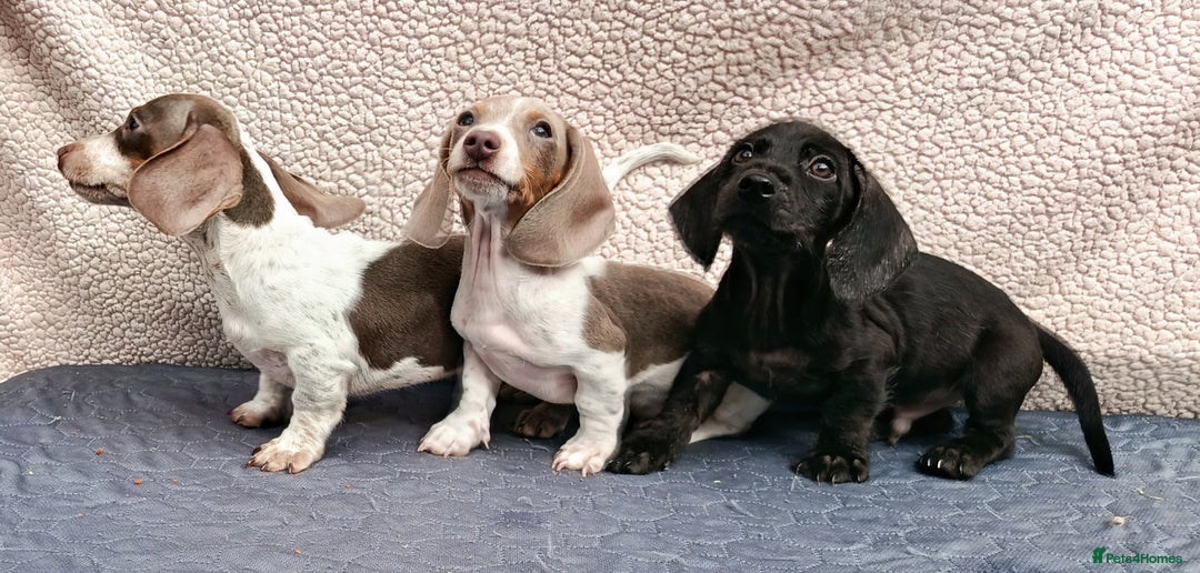 Dachshund dogs for sale: FULLY VAC RAINBOW MINI DAXI PRA CLR KC REG - Image 6