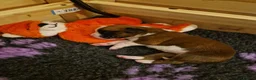 Boxer dogs for sale: Beautiful Pedigree Boxer Puppies - Advert 5