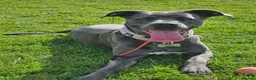 Mixed Breed dogs for sale: 3 year old Cane Corso mix  - Advert 2