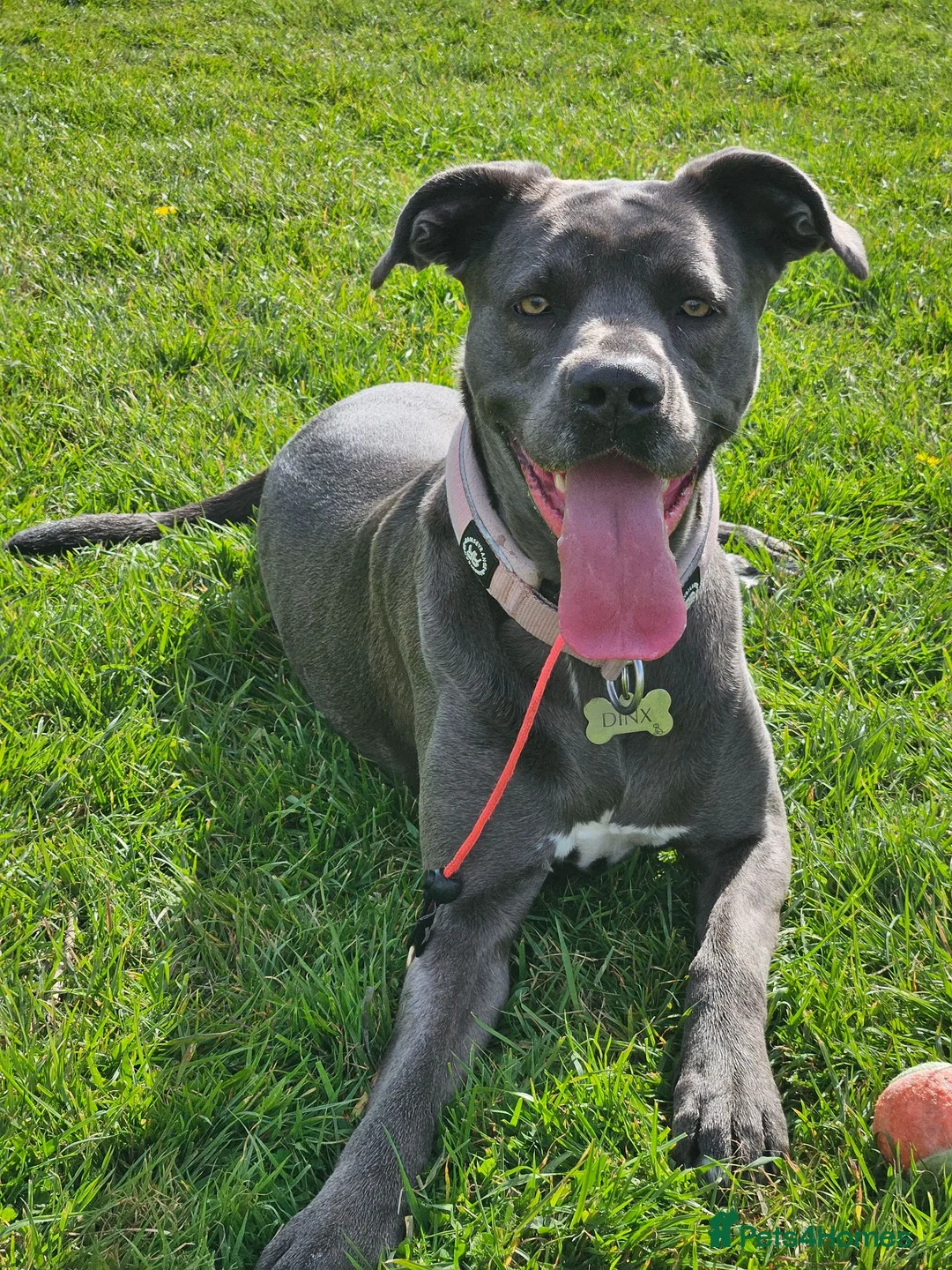 Mixed Breed dogs for sale: 3 year old Cane Corso mix  - Advert 2