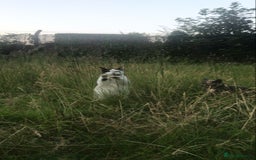 Ragdoll cats for sale: Beautiful shorthaired snowshoe mixed breed - Image 4