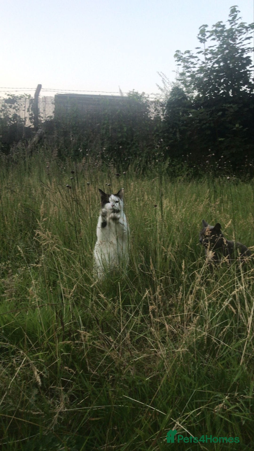 Ragdoll cats for sale: Beautiful shorthaired snowshoe mixed breed - Image 4