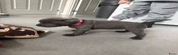 Staffordshire Bull Terrier dogs for sale: KC REG STAFFORDSHIRE BULLTERRIER in Walsall - Advert 15