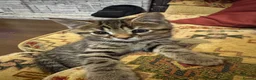 Domestic Shorthair cats for sale: 1 month old short hair kittens  in London - Advert 10